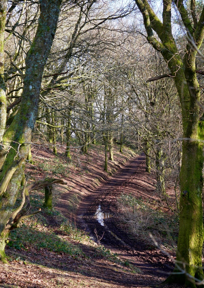 Path through trees